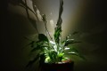 Podświetlenie Led donic Kama Flower_skrzydłokwiat.jpg