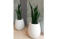 Donica Silba biały połysk_sansewieria.jpg