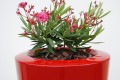 Donica ogrodowa Parga_czerwony Ruby Red_oleander.jpg